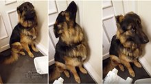 Cão sente o peso da culpa por algo ruim que fez e não consegue olhar a dona nos olhos