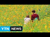 [날씨] 가을 코스모스 만개...늦더위 속 곳곳 소나기 / YTN (Yes! Top News)