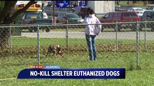 'No-Kill' Shelter Admits to Euthanizing At Least 7 Healthy Dogs