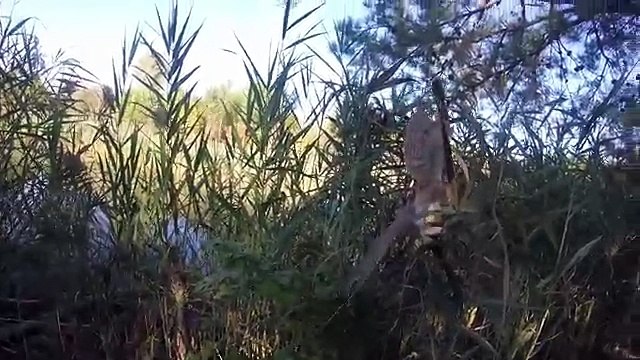 Rescuing a screech owl tangled in fishing line