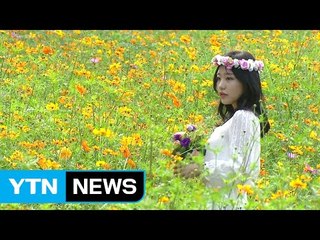 [날씨] 코스모스 만개...내일 중서부 소나기·동해안 비 / YTN (Yes! Top News)