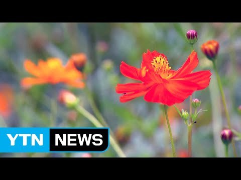 [날씨] 가을 코스모스 만개...늦더위 속 곳곳 소나기 / YTN (Yes! Top News)