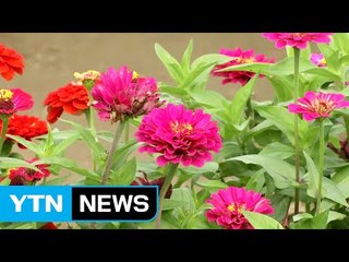 백일홍 '활짝'..."가을꽃 구경 오세요" / YTN (Yes! Top News)