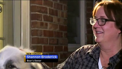 Woman Says Someone Tried to Feed Her Dog Burger Filled With Rat Poison