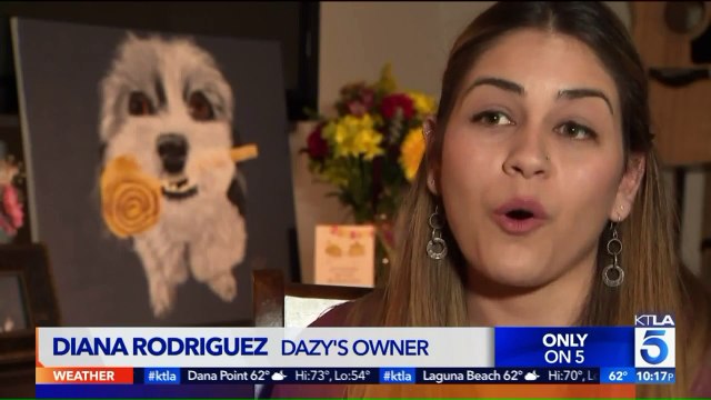 Woman Says Dog Was Fatally Struck by Car After Escaping Pet Hotel