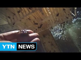 사업비 타내려고 중국산 해삼 종묘 밀수 / YTN (Yes! Top News)