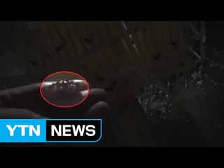 값싼 중국 해삼 밀수입...국내산으로 납품한 일당 검거 / YTN (Yes! Top News)