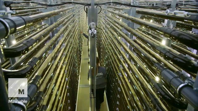 Algae farm turns carbon dioxide from Absolut Vodka distillery into oxygen and nutritious foods