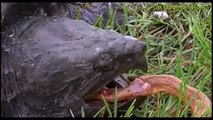 Unbelievable King Cobra vs Turtle Aligator, Bird vs Monkey vs Lions vs Buffalo vs Eagle vs   2017