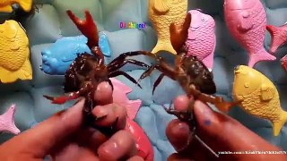 Crabs - Twinkle Twinkle Little Star, Finger Family and More Kids Songs