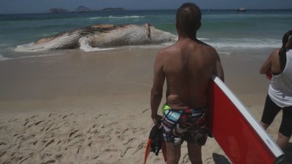 Una ballena aparece muerta en una playa de Río de Janeiro
