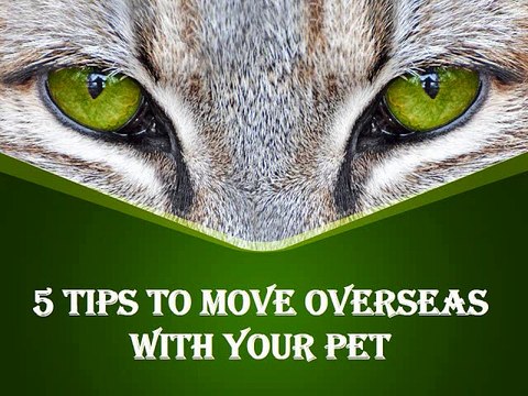 5 Tips to Move Overseas with Your Pet