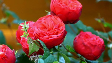 NATURE (Flowers and Music) ★ kostenlos free download music