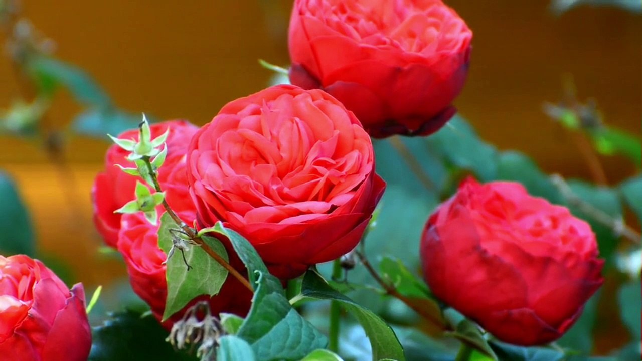 NATURE (Flowers and Music) ★ kostenlos free download music