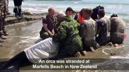 New Zealand army helps refloat stranded orca