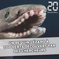 Un requin préhistorique découvert dans les profondeurs de l’Atlantique
