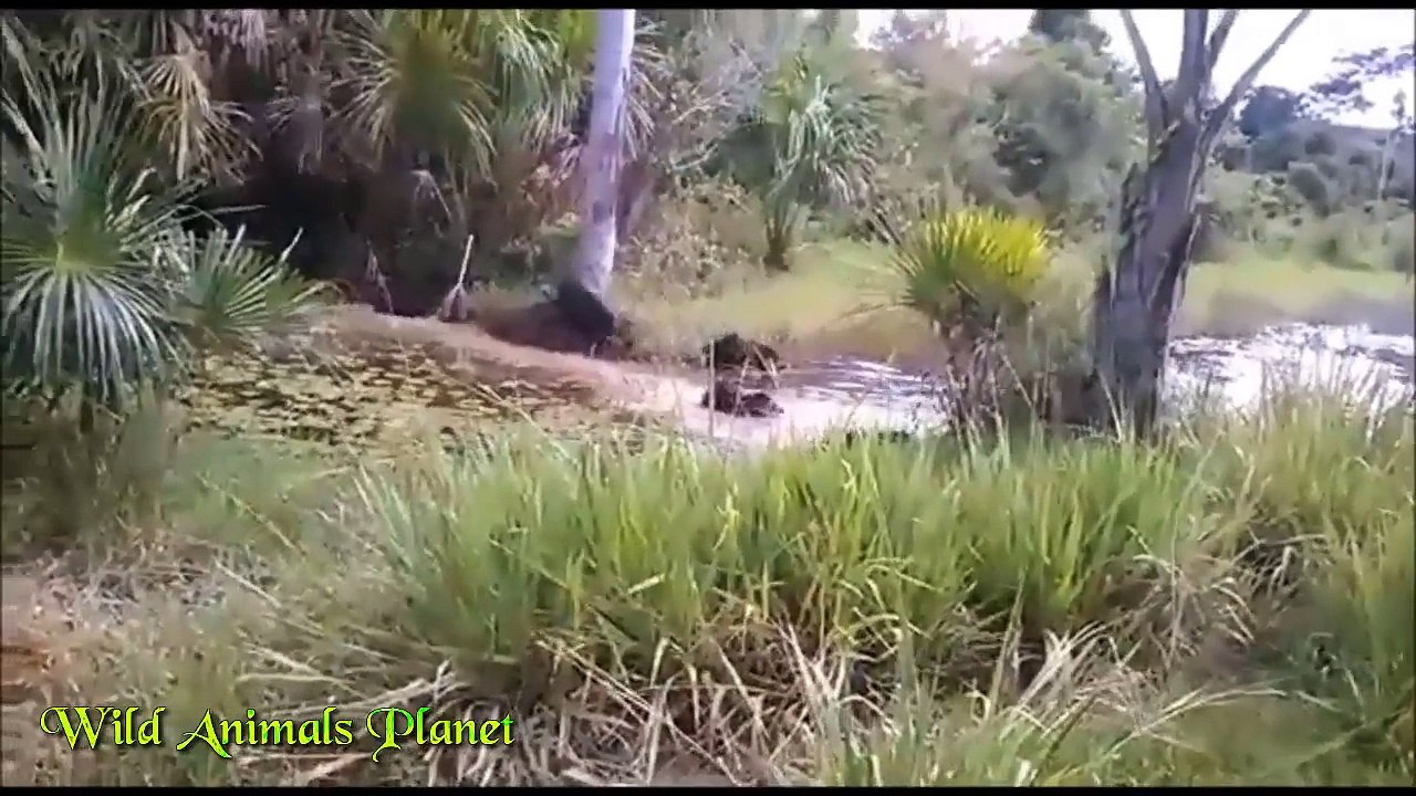 Wildebeest vs 6 Cheetah vs Baboons vs Wild Pigs vs Wild Dog vs Tiger vs Lion vs Lion by Da   2017