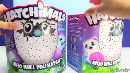 Hatchimals Who Will I Hatch? Draggles or Pengualas?