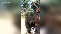 Marathon rescue effort pulls out adult elephant from 20-feet well