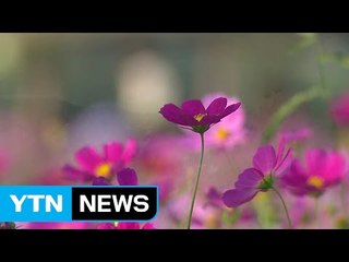 [날씨] 만개한 코스모스...쾌청한 하늘 속 일교차↑ / YTN (Yes! Top News)