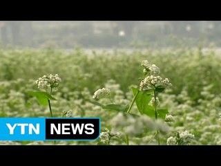 [날씨] 하얀 메밀 꽃송이...주말 맑고 큰 일교차 / YTN (Yes! Top News)