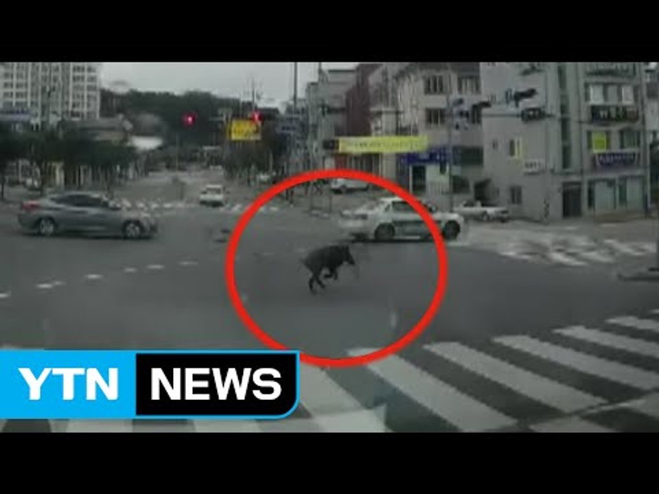 터전 잃은 멧돼지 잇단 '하산'...주민 불안 / YTN (Yes! Top News)