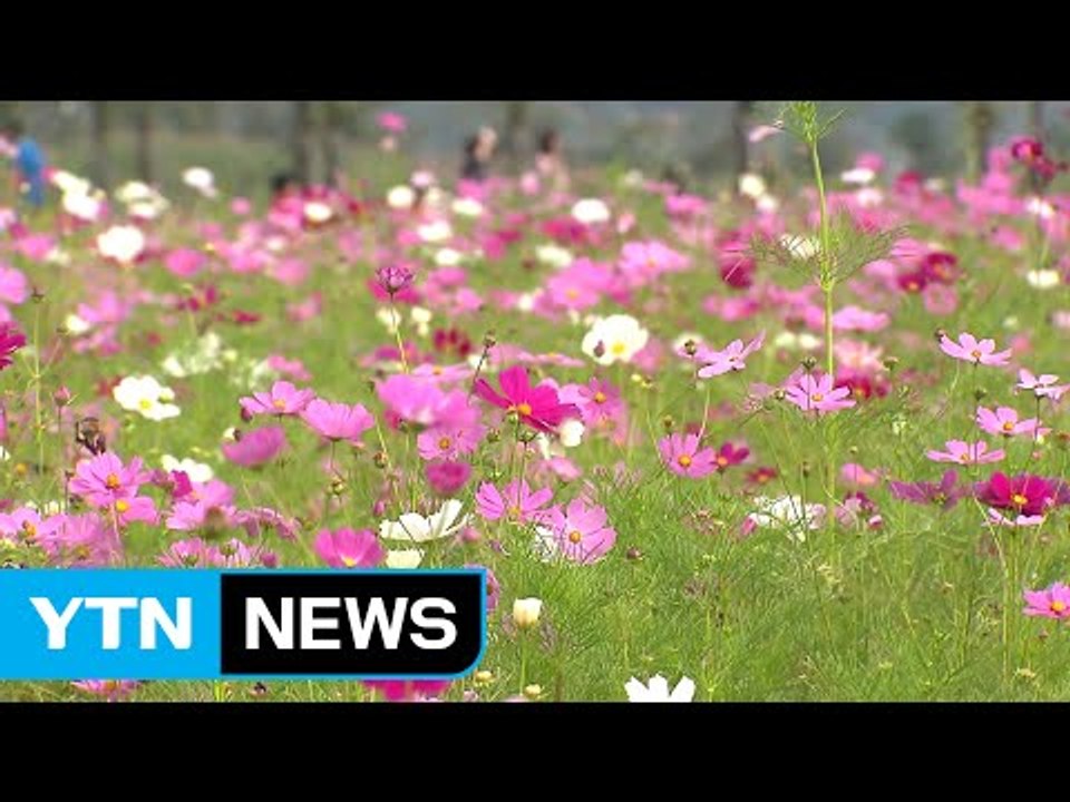 코스모스로 성큼 다가온 가을...교외 나들이객 북적 / YTN (Yes! Top News)