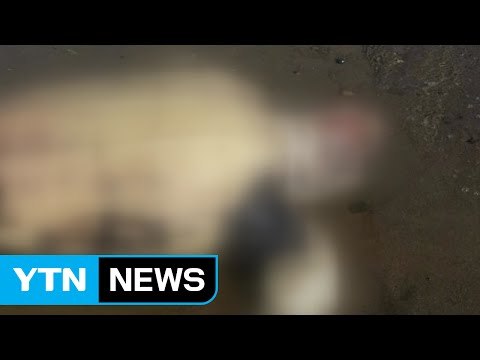 경북 포항에서 희귀 바다거북 사체 발견 / YTN (Yes! Top News)