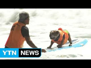 미 캘리포니아 해변에서 개 서핑 대회 열려 / YTN (Yes! Top News)