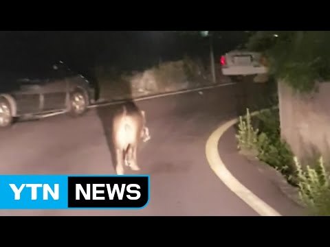 부산 멧돼지 잇따라 출연...시민 불안 고조 / YTN (Yes! Top News)