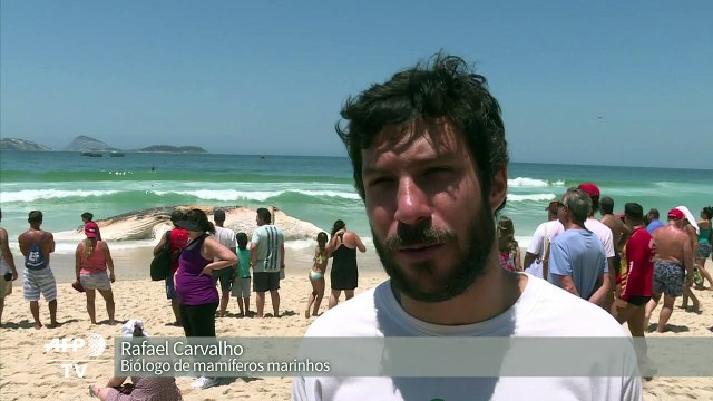 Baleia morta surpreende banhistas em Ipanema