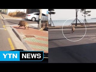 포항서 해안도로 내달리다 바다에 뛰어든 멧돼지 / YTN