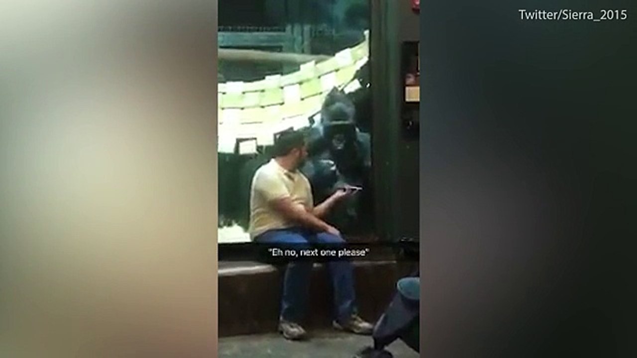فيديو طريف لغوريلا تعشق تصفح الهواتف الذكية