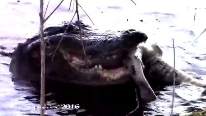 Un crocodile en dévore un autre dans la Jungle ! Incroyable