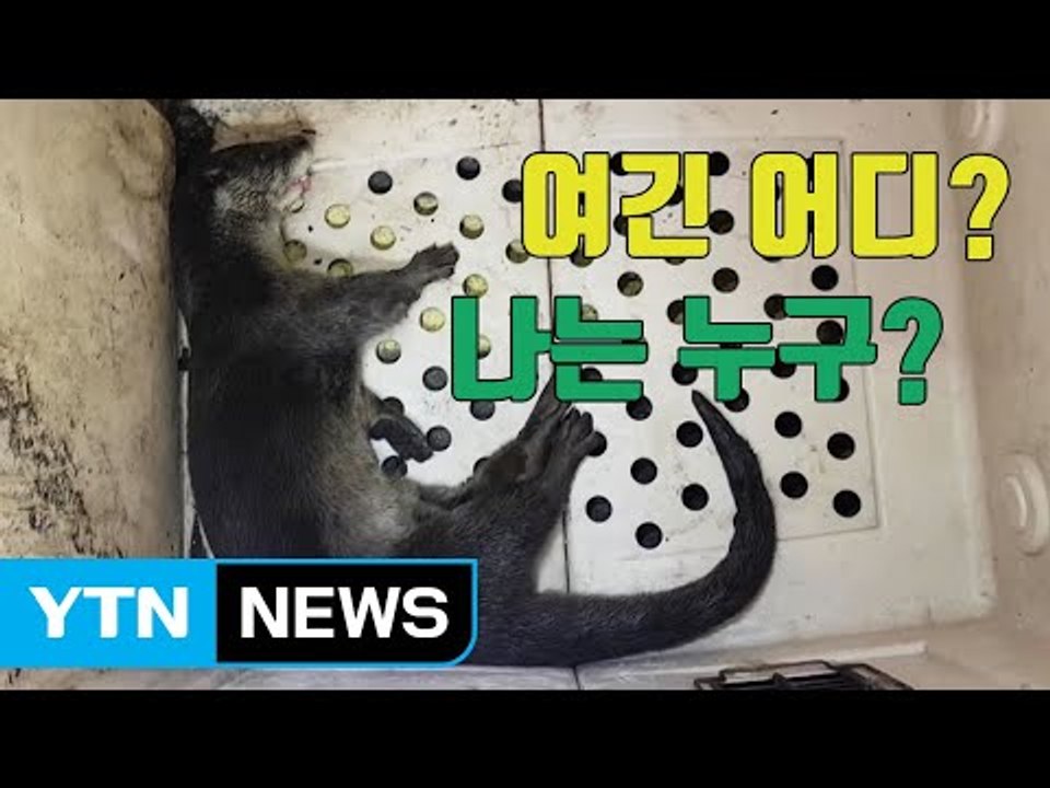 [자막뉴스] 편의점에서 펼쳐진 '야생 수달' 구조작전 / YTN