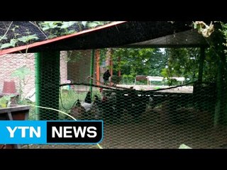 운동선수 영양 보충 위해 학교에서 토종닭 기르다 적발 / YTN