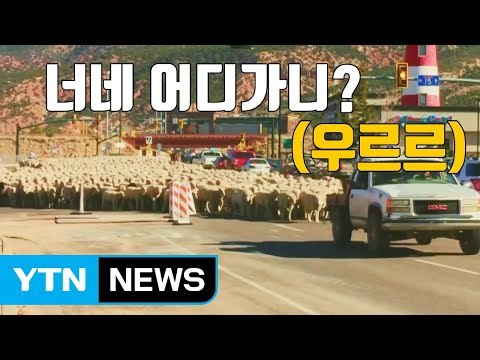 [자막뉴스] 도심 점령한 양 떼...대체 무슨 일? / YTN