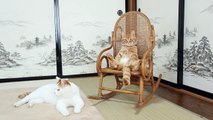 かご猫 x  椅子に座る猫　Cat sitting in a chair 2014#3