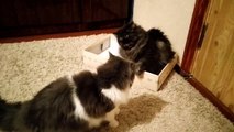 Битва за коробку. Two cats fighting for a place in the box