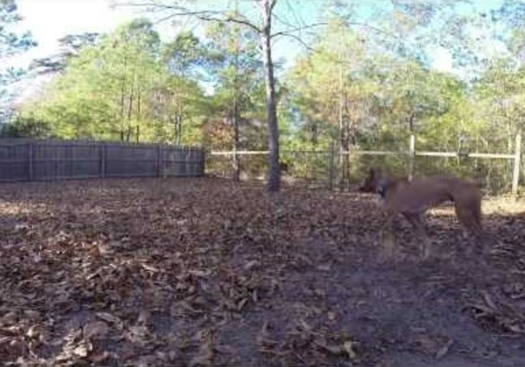 Energetic Boxer Dog Has Epic Ball Catching Fail