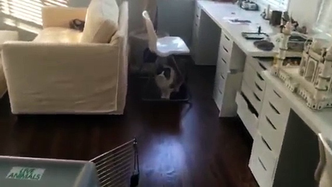 Meet Julian's New Cats