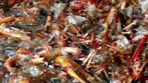 Asian Street Food - Roasted Insects On Monivong Blvd - Youtube new