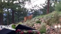 Brave Pet Cat Stands Up To Mountain Lion - Cute Cats VS Mountain Lion