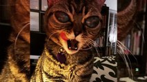 'Alien' cat Instagram star suffers from genetic eye disorder - TomoNews