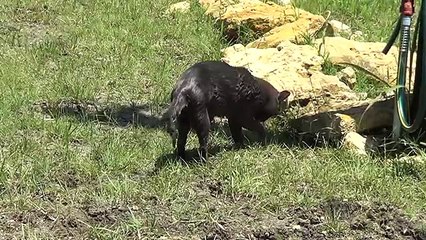 Mean Guy Tries to Drown Cat - Teaching a Cat to Swim - Kitty Sacking Out