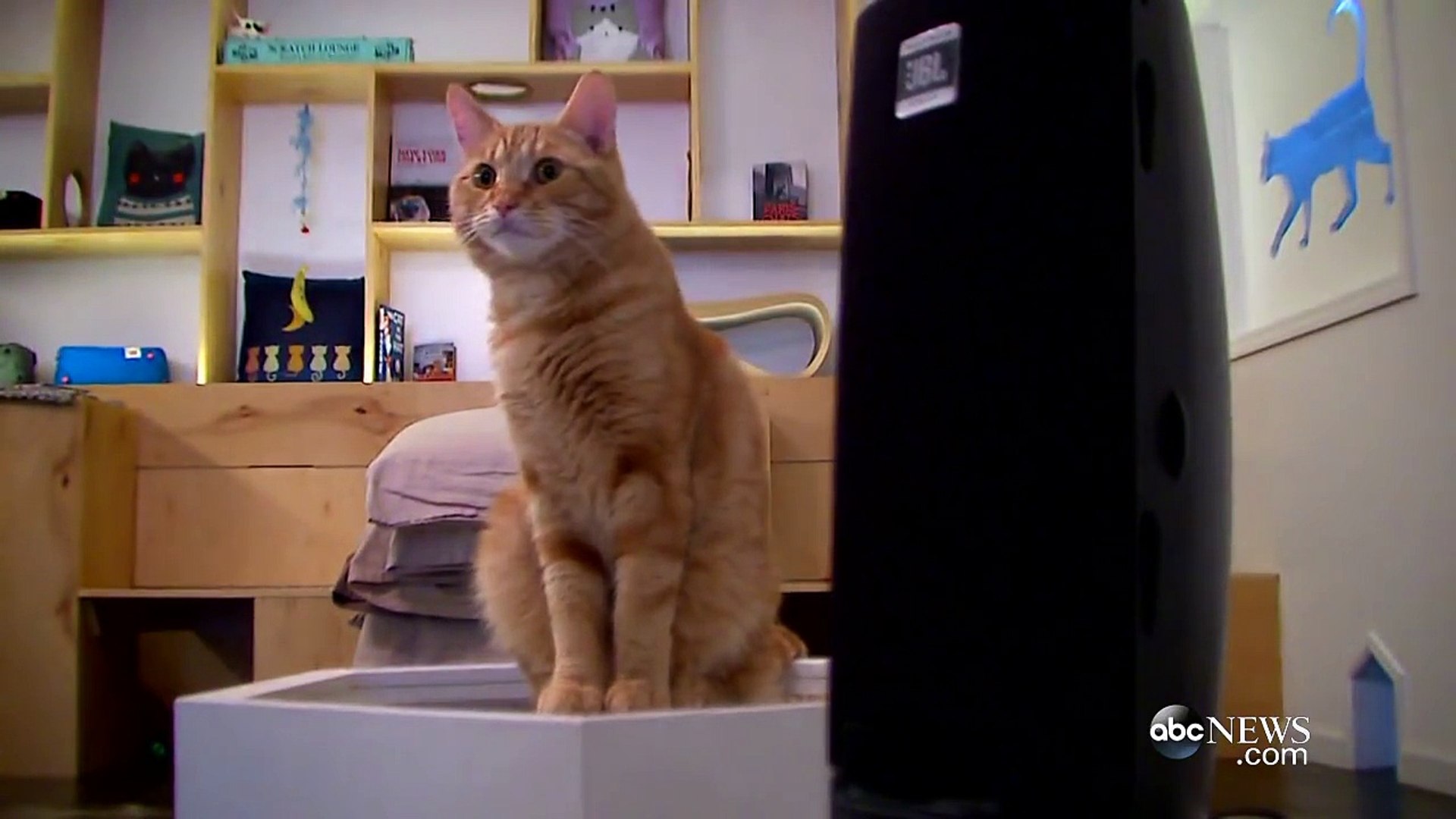 Cats Listen to Cat Music at a Cat Cafe