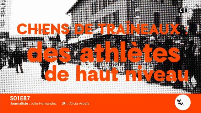 Les chiens de traîneaux, des vrais athlètes de haut niveau