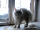 Cat's reaction to other cat / Реакция на незнакомого кота