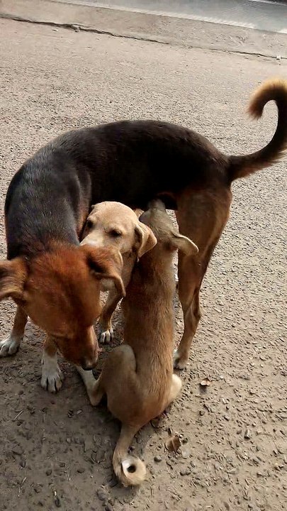 Dogs dog kuta