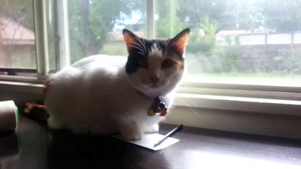 How to Torture an Indoor Cat